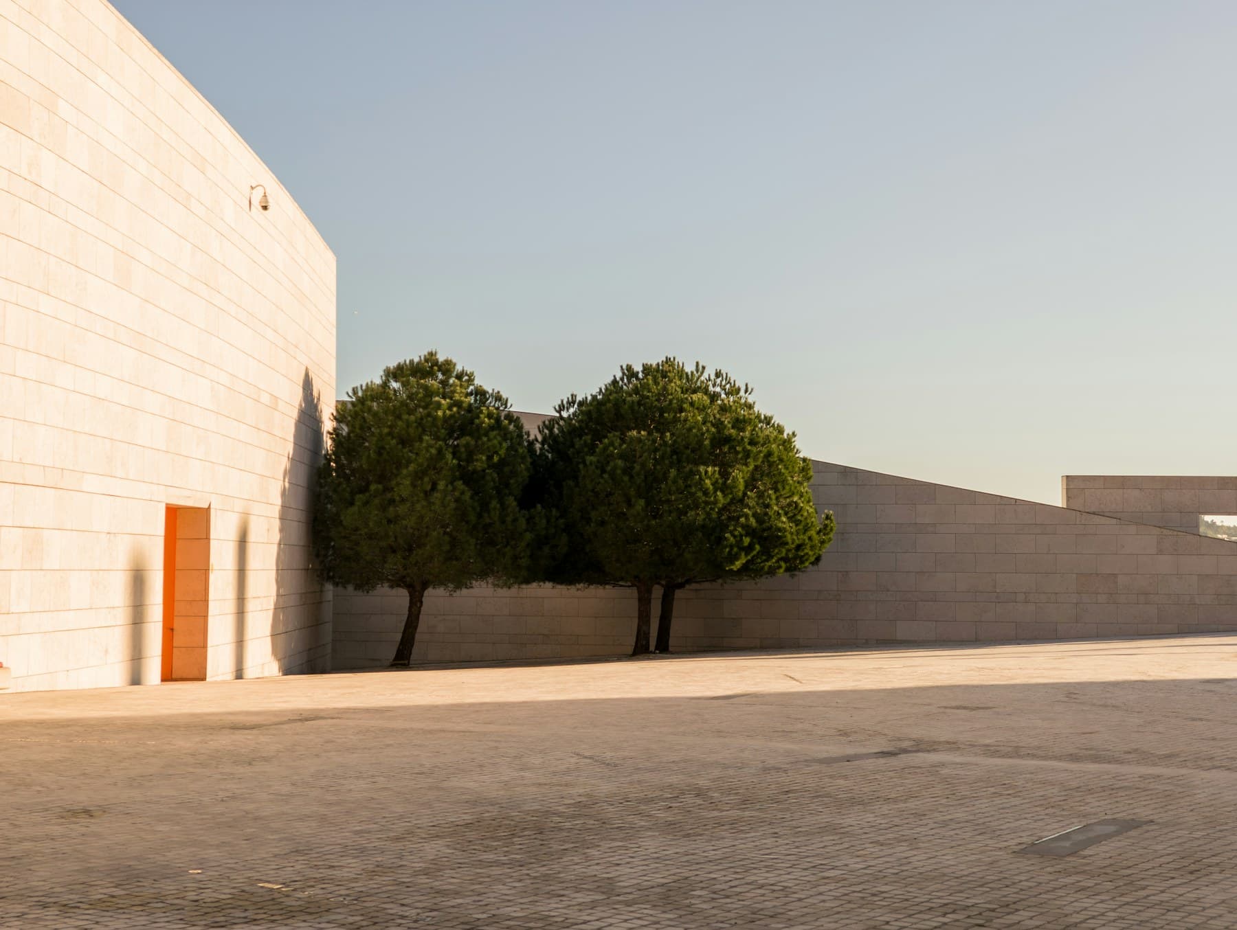 Two slender trees in front of a smooth, sunlit concrete wall.